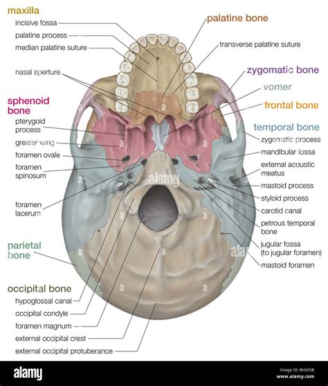 腰三角 構成|Visual Anatomy 視覚解剖学